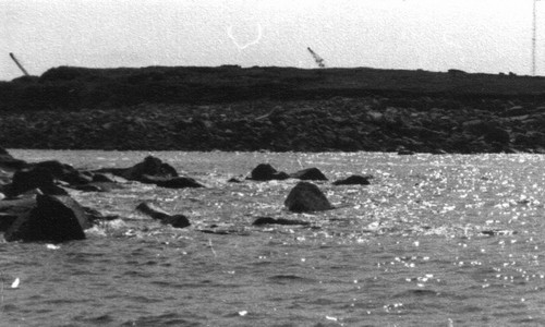 Grues sur l’île Canton
